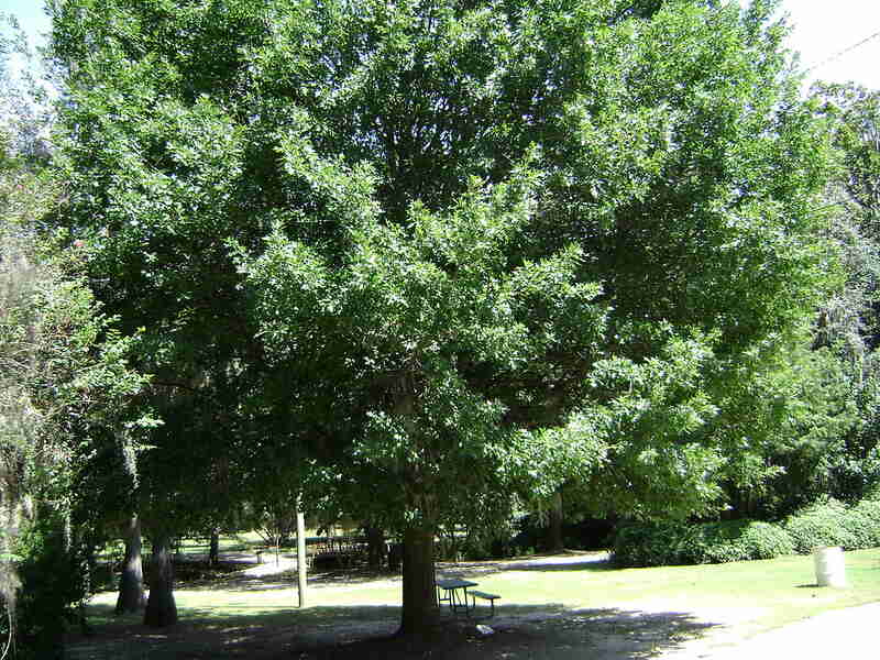 Nuttall Oak Tree