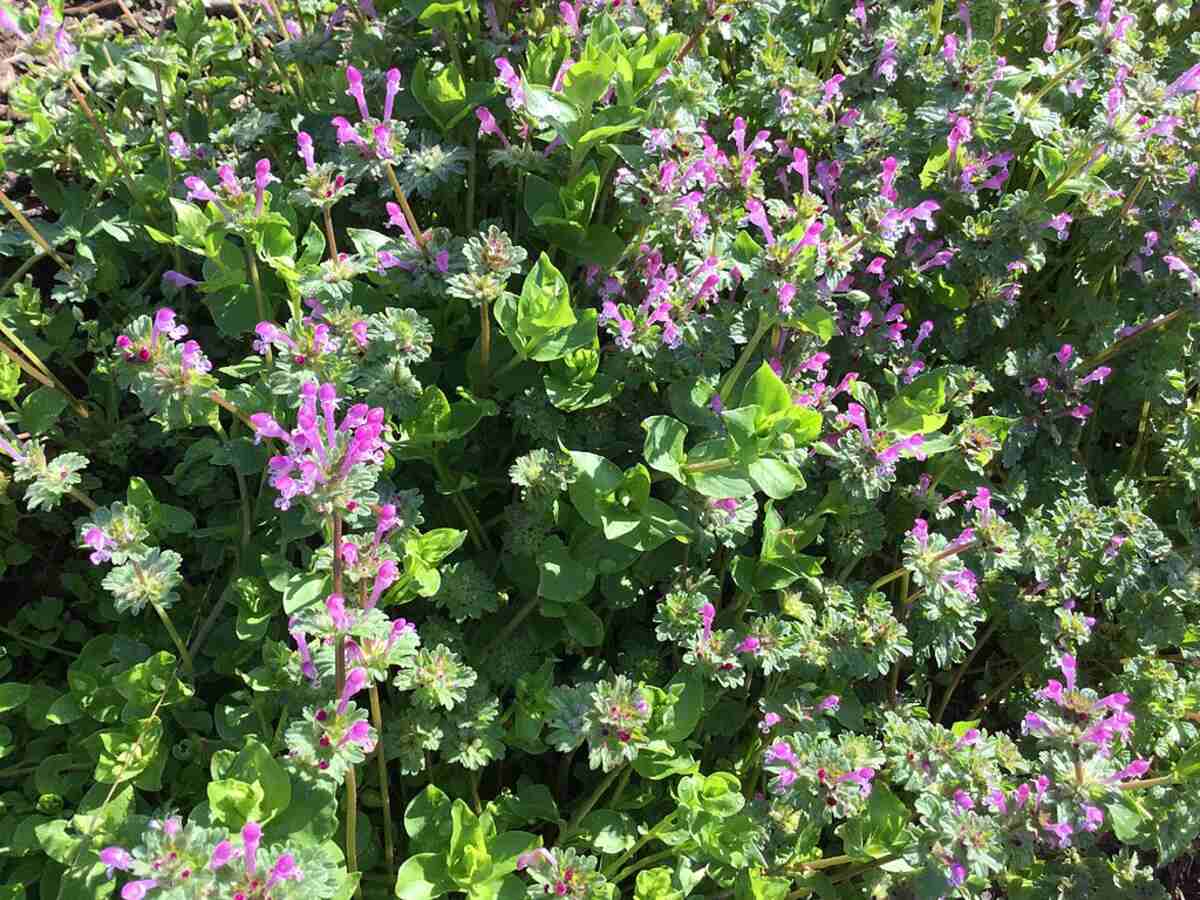 Purple Henbit flowers (Lamium amplexicaule)