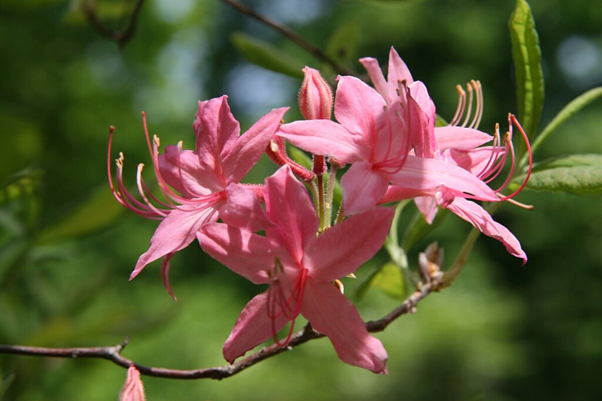 Early Azalea (Rhododendron prinophyllum)