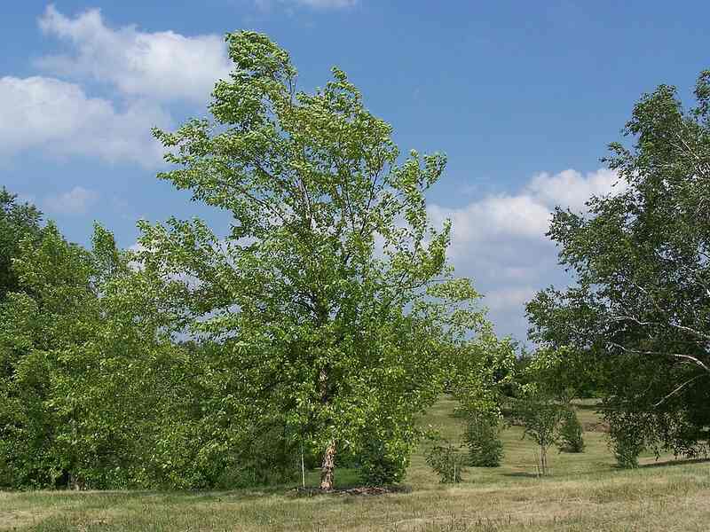 River Birch tree (Betula Nigra)