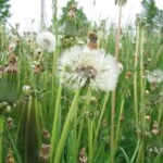 How to Prevent Weeds from Growing in Your Lawn