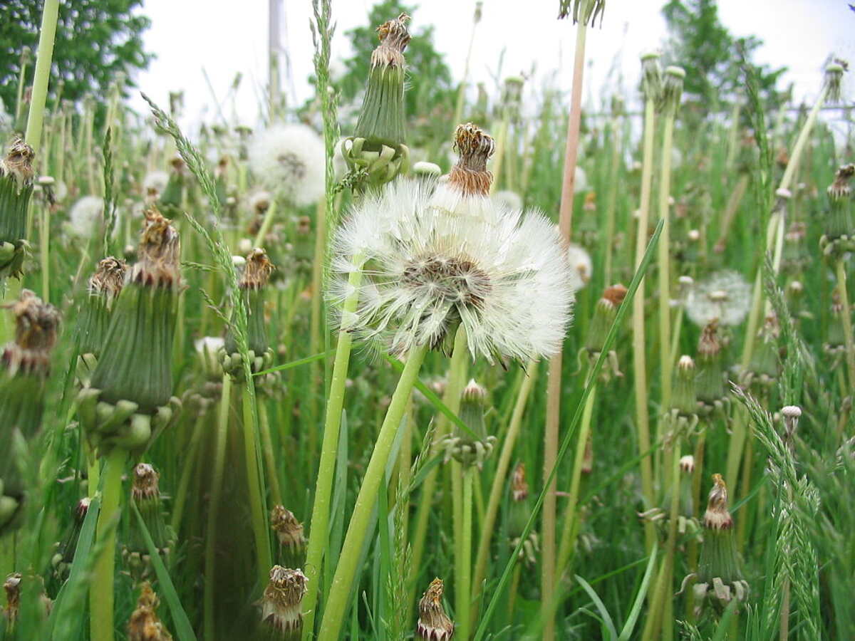 Weeds in a lawn