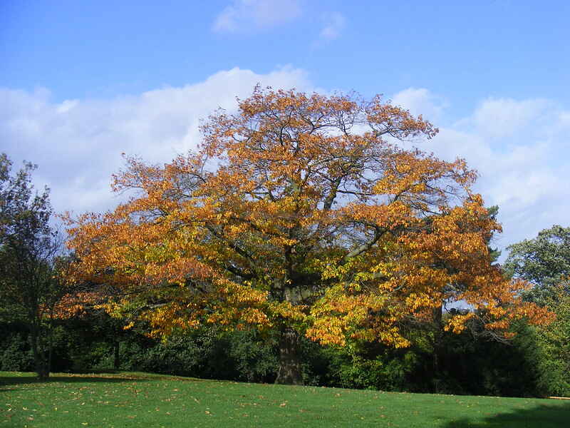 Northern red oak (Quercus rubra)
