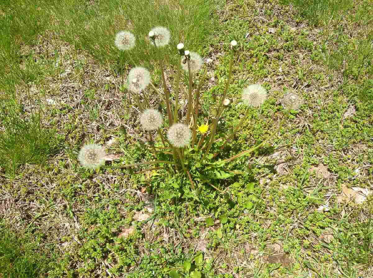 Weeds (dandelions) on a lawn