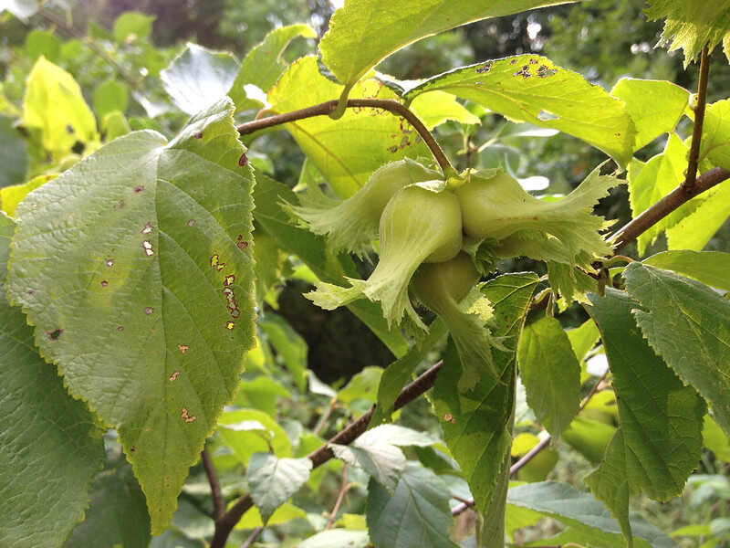 American Hazelnut (Corylus americana) tree with fruits