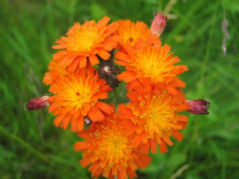 Orange Hawkweed flowers (Hieracium aurantiacum)