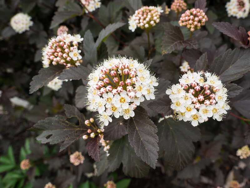 White flowers of common ninebark (Physocarpus opulifolius)