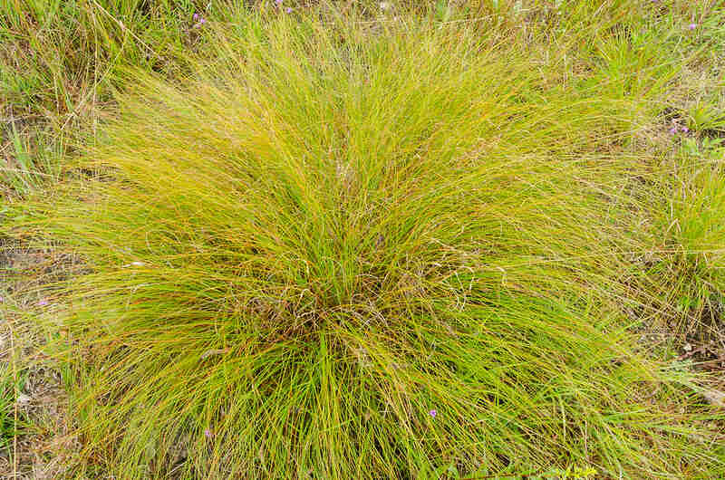 Prairie Dropseed (Sporobolus heterolepis)