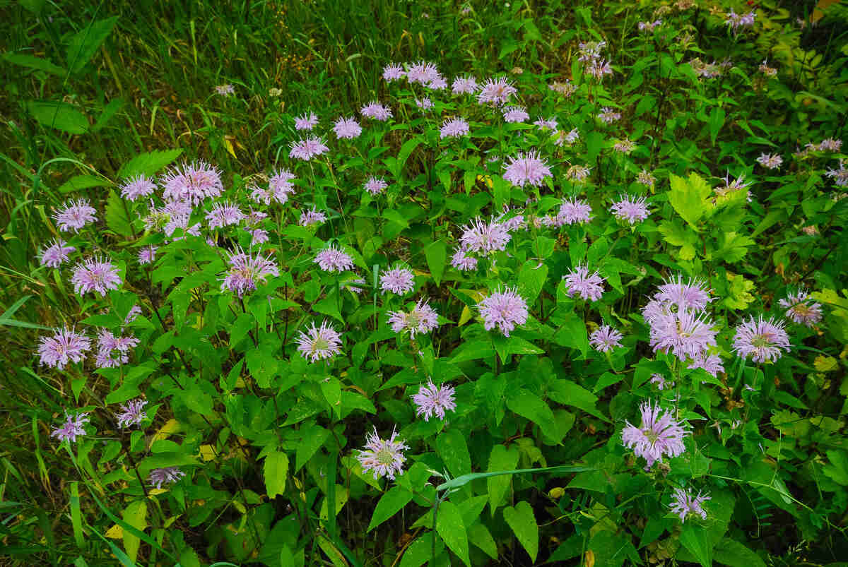 Wild Bergamot (Monarda fistulosa) flowers