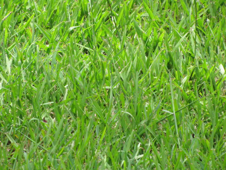 closeup of bahiagrass in a lawn