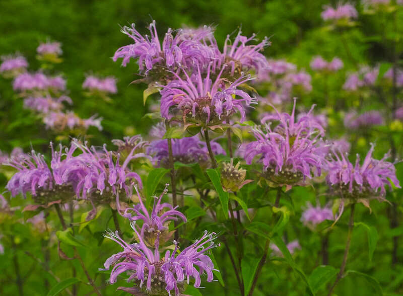 Wild Bergamot (Monarda fistulosa) flowers