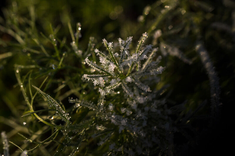 frost melting on grass