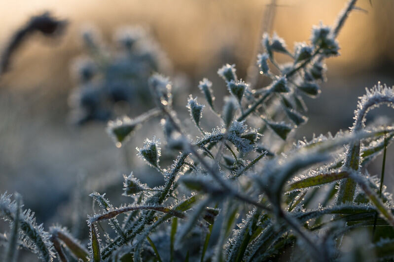 Frost on grass