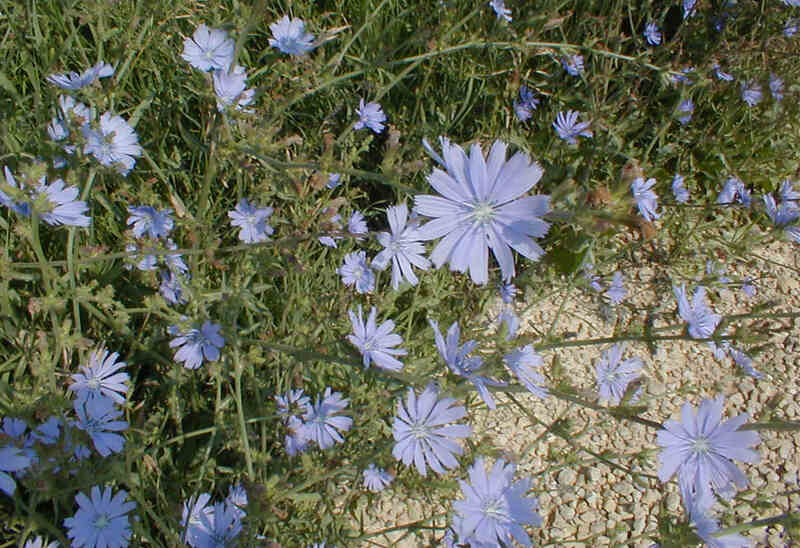 Chicory Cichorium intybus