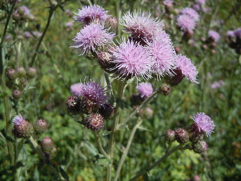 Canada Thistle (Cirsium arvense)