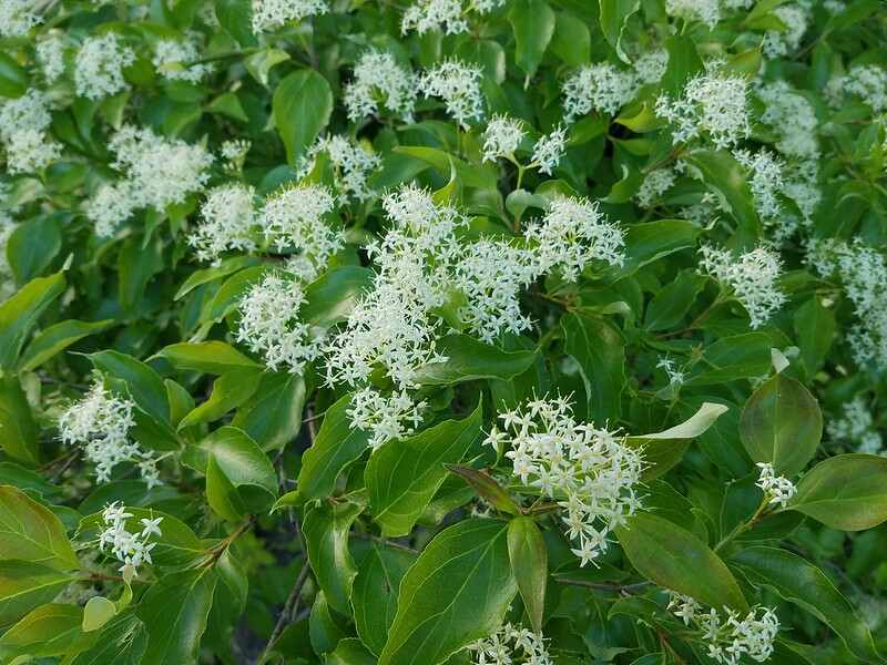 White Gray Dogwood flowers (Cornus racemosa)