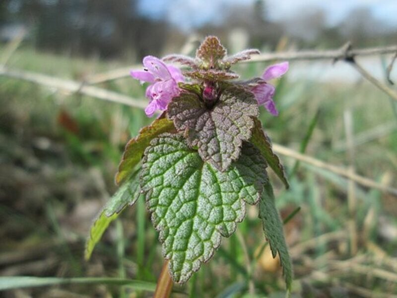 Closeup of purple deadnettle (Lamium purpureum)