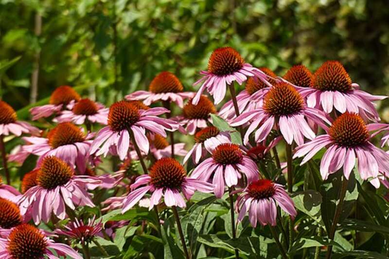 Purple coneflower (Echinacea purpurea)