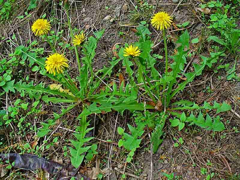 Dandelion (Taraxacum officinale)