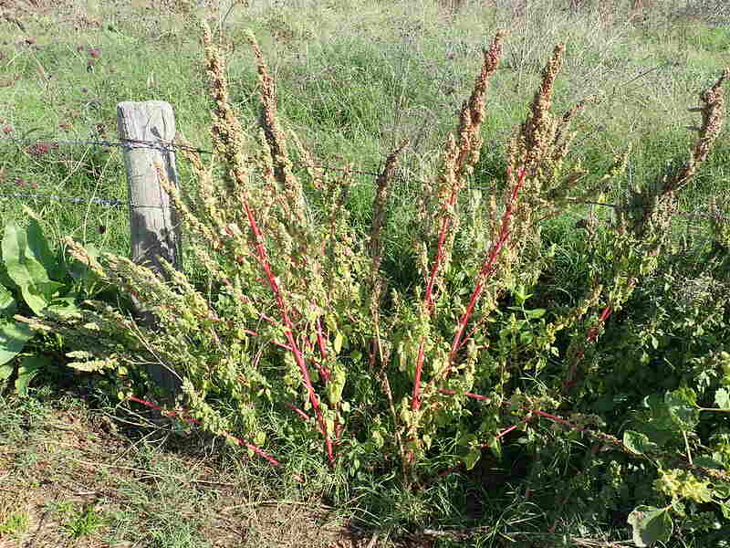 Redroot pigweed (Amaranthus retroflexus)