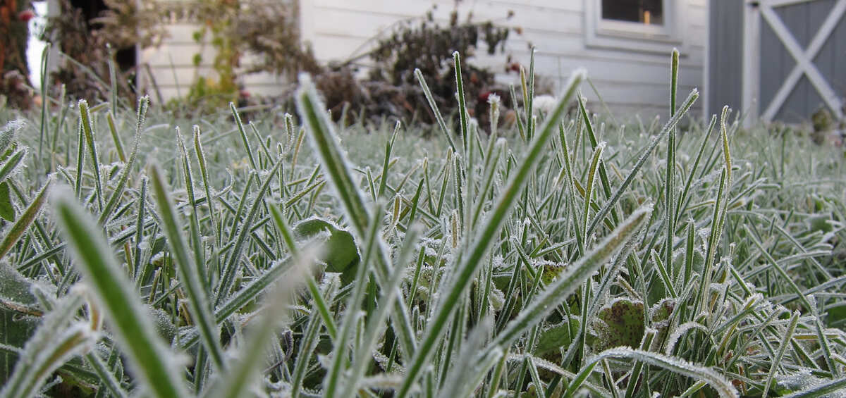 Frosty lawn