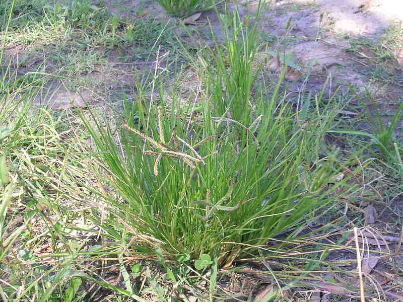Goosegrass (Elusine indica)