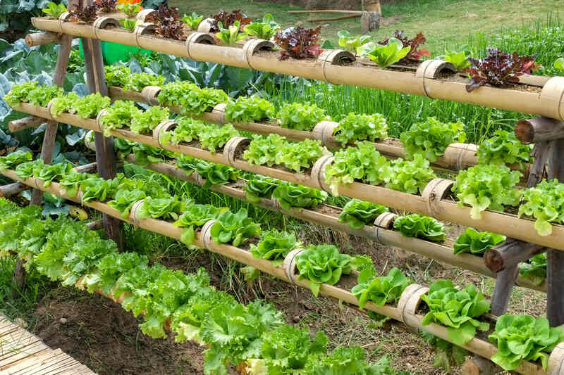 Vertical garden on bamboo shelves