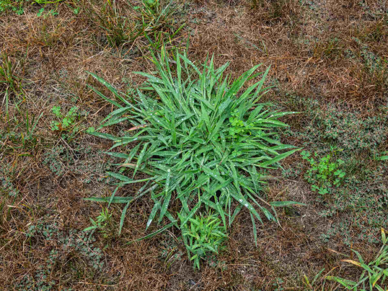 Unkempt garden yard with crab grass and clover weeds