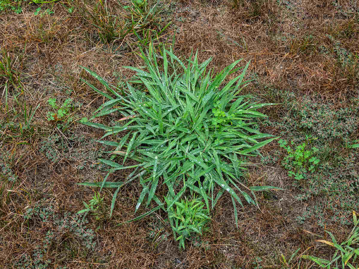 Unkempt garden yard with crab grass and clover weeds