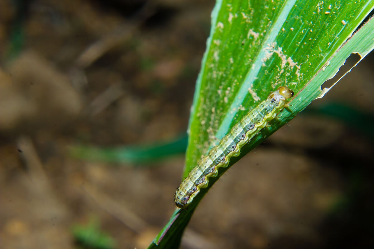fall armyworm Spodoptera frugiperda on corn leaf. Corn leaves damage by worms