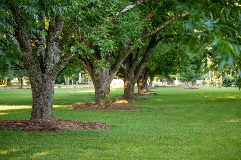 A row of mulched pecan trees on a freshly mowed lawn of green grass.