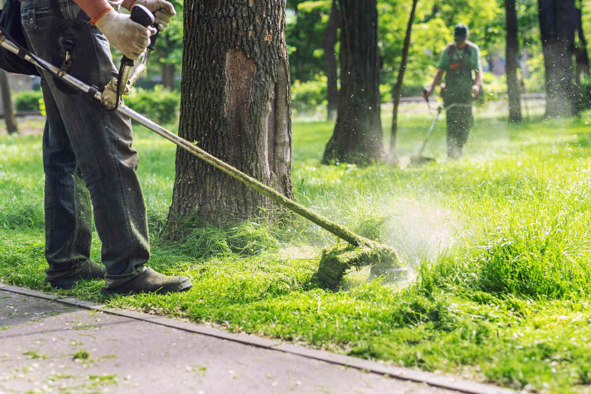 working using a string trimmer to mow tall grass around a tree