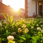 Can a Clover Lawn Grow in Southern California?