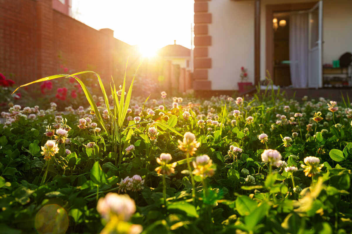 Scenic close-up of white clover grass lawn of a home, backlit by a bright warm sunset