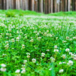 Should You Plant a Clover Lawn in California?