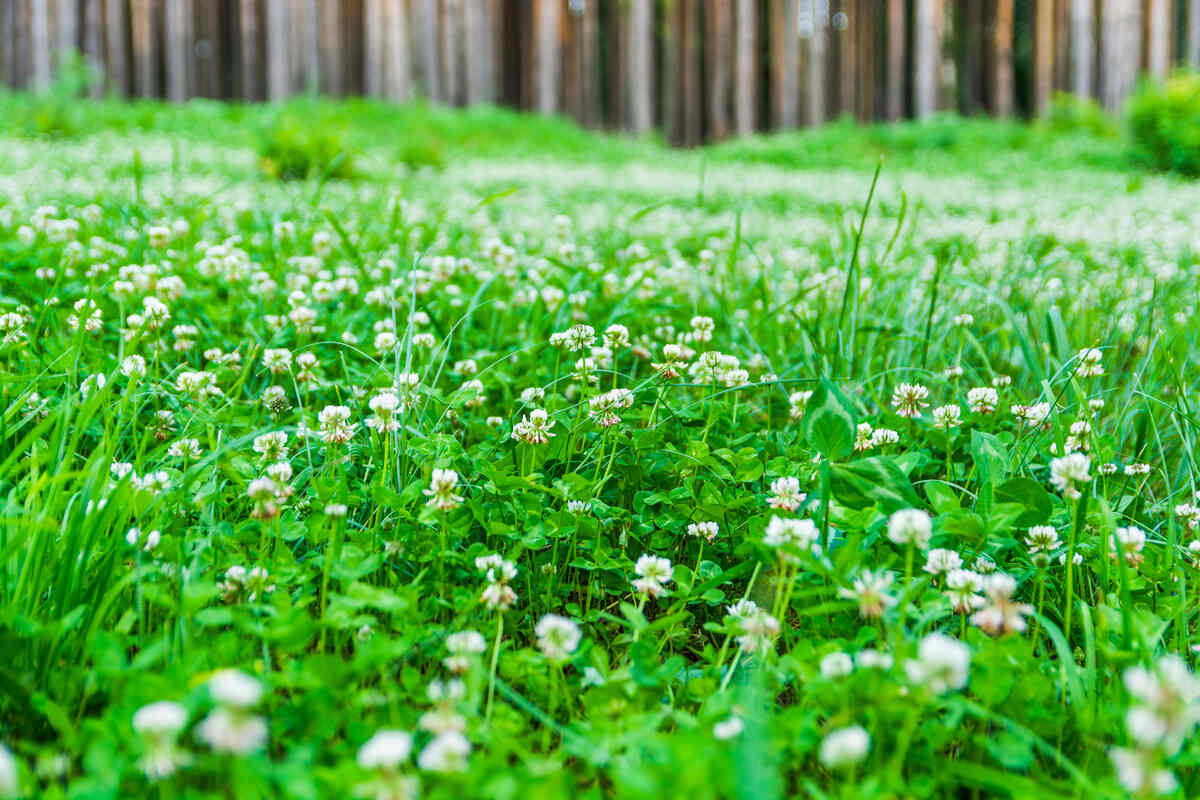 Green forest glade, densely overgrown with clover with white flowers