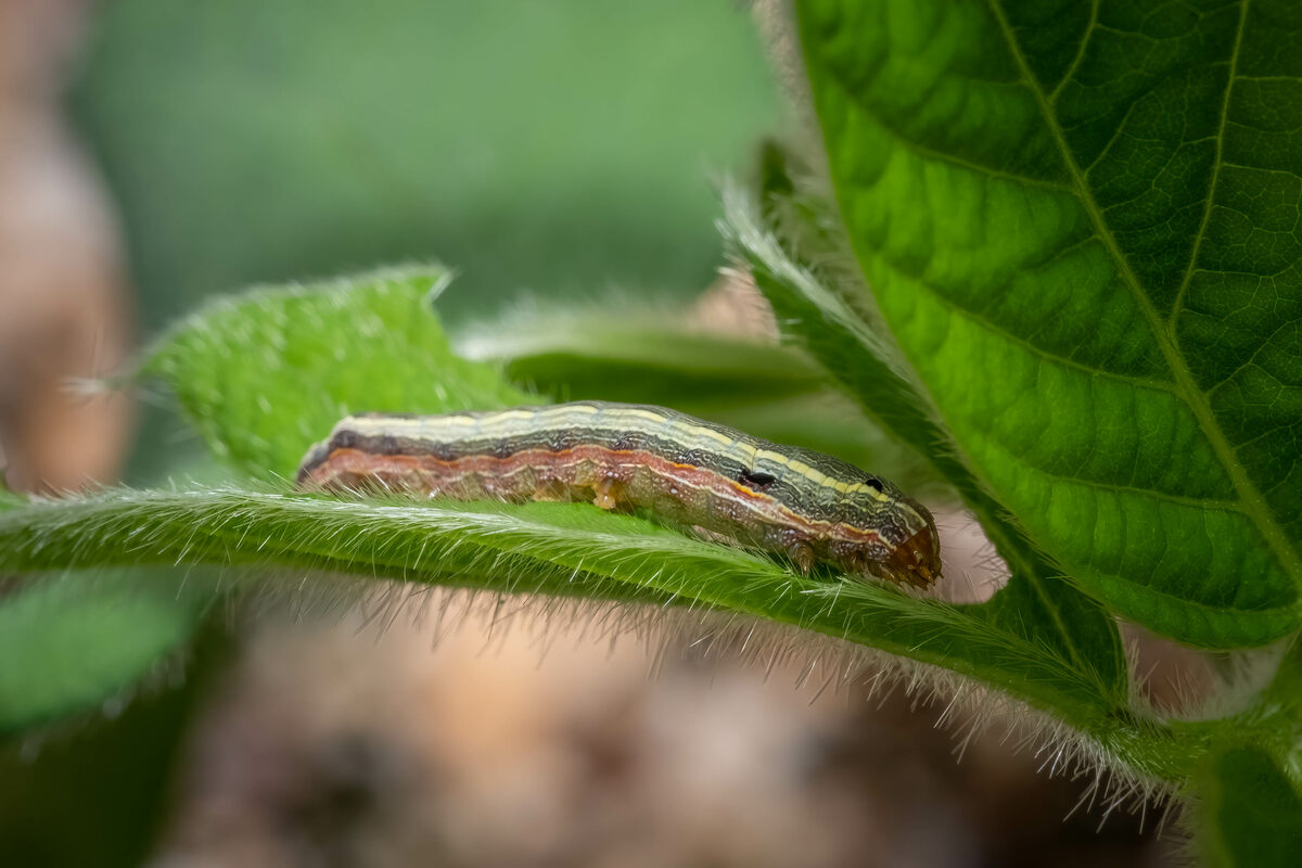 A Yellow-striped Armyworm (Spodoptera ornithogalli), a pest of signicant concern, munches on soybean leaves. Raleigh, North Carolina.