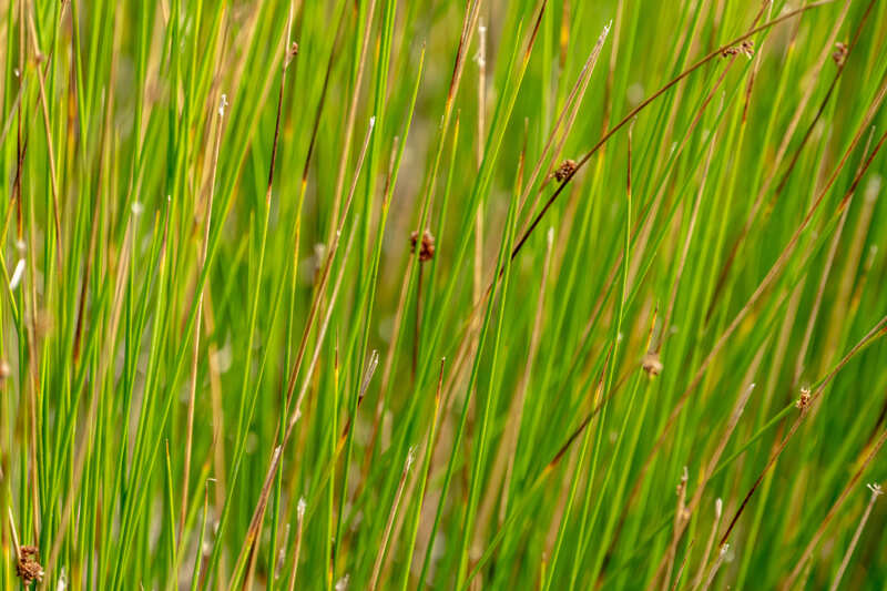 Thin Green Grasses Close Up with brown tips 