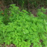 Most Common Weeds in Missouri