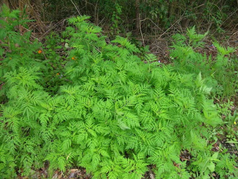 closeup of Ambrosia artemisiifolia plant