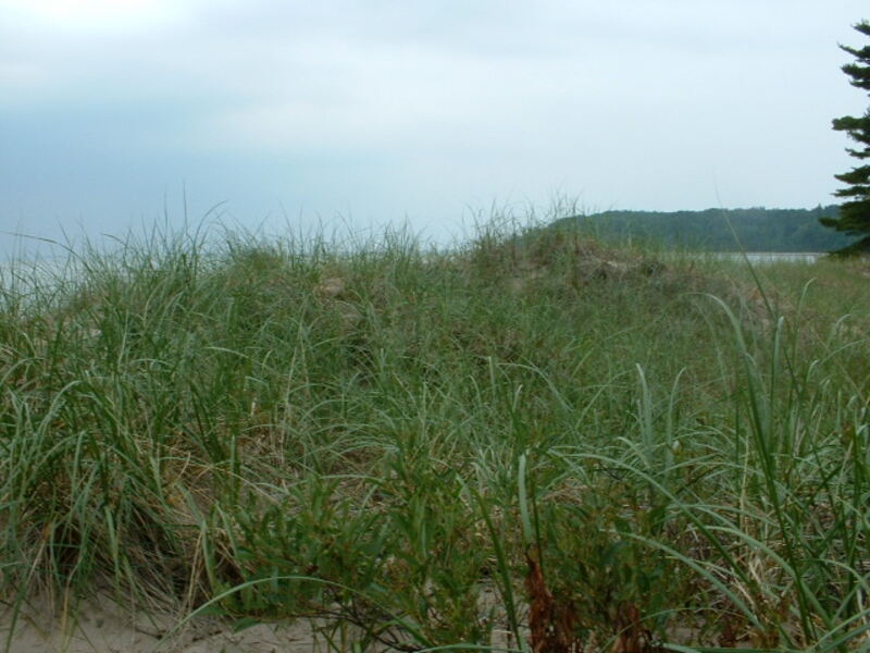 closeup of American Beachgrass