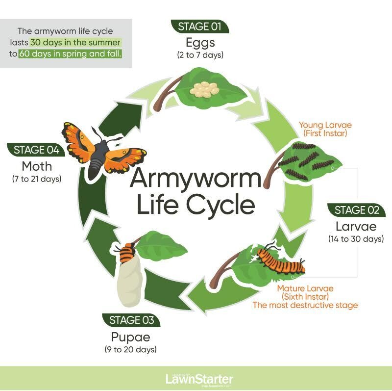infographic for armyworm life cycle