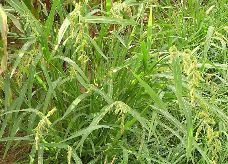 closeup of Barnyardgrass plant