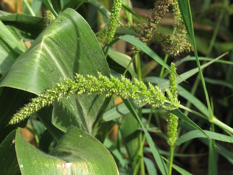 closeup of Bristly Foxtail plant