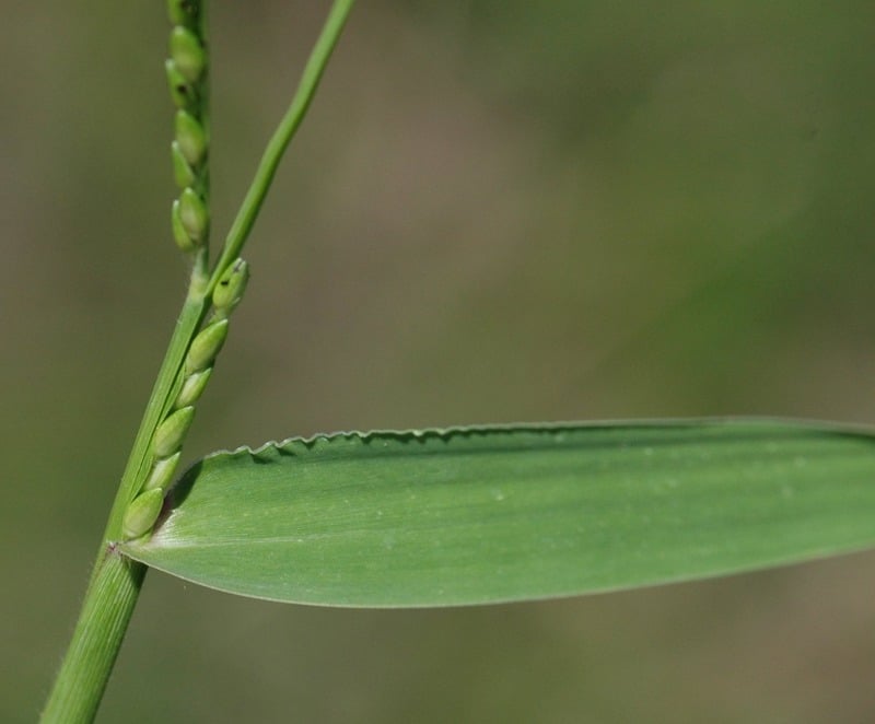 A closeup of broadleaf signalgrass with seeds where the leaf meets the stem