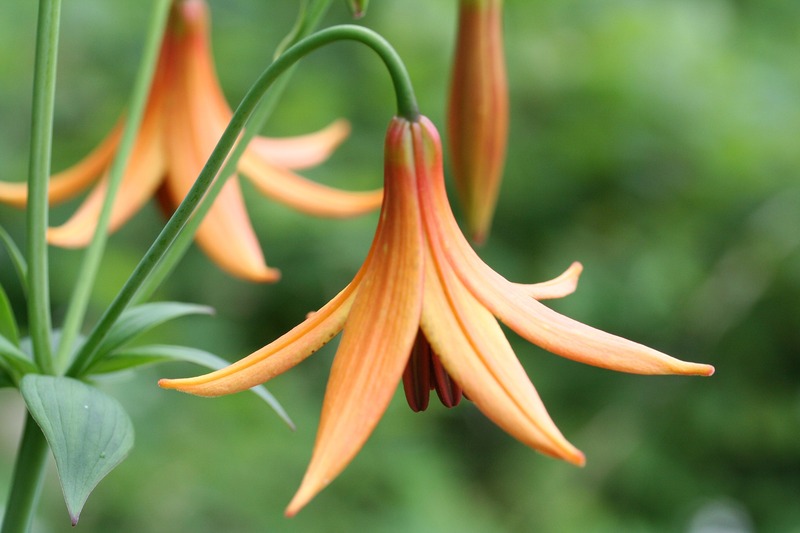 closeup of Canada Lily plant