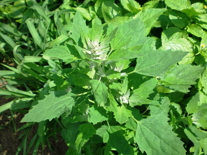 closeup of Common Lambsquarters plant