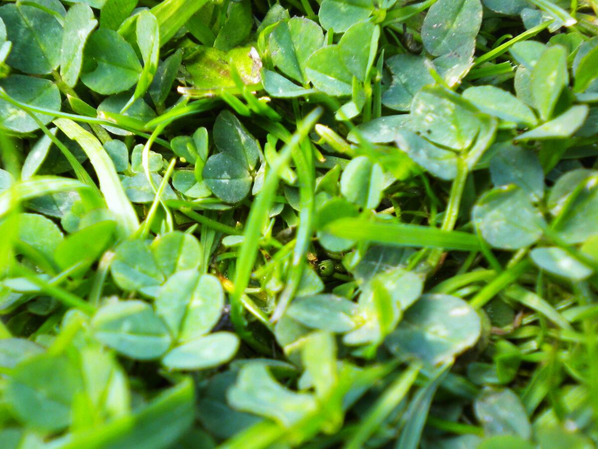 Closeup of a clover lawn