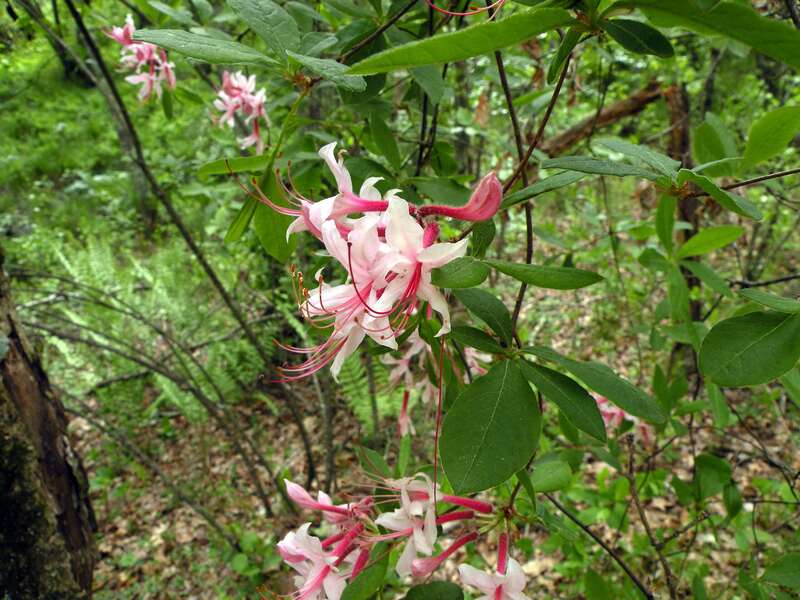 closeup of Early Azalea plant
