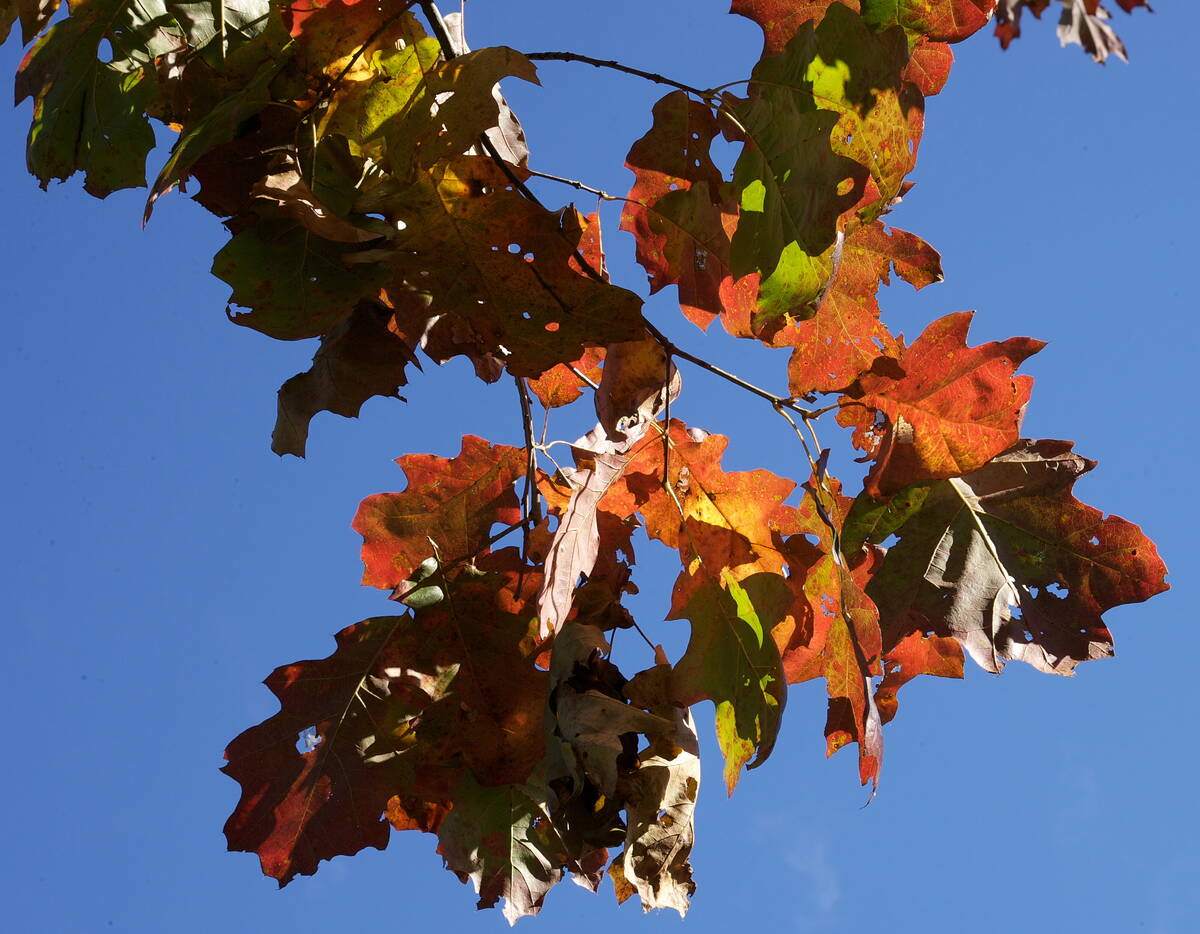 Fall leaves on a branch in front of a blue sky